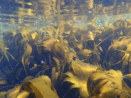 Kelpwald aus Fingertang (Laminaria digitiata) am Porsangerfjord in Nord-Norwegen